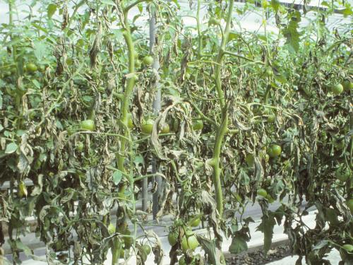 Tomate - Mildiou (Phytophthora infestans)