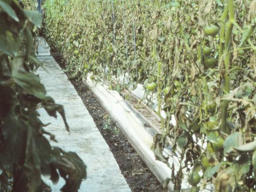 Tomate - Mildiou (Phytophthora infestans)