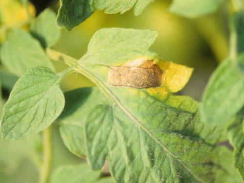 Tomate - Moisissure grise (Botrytis cinerea)_2