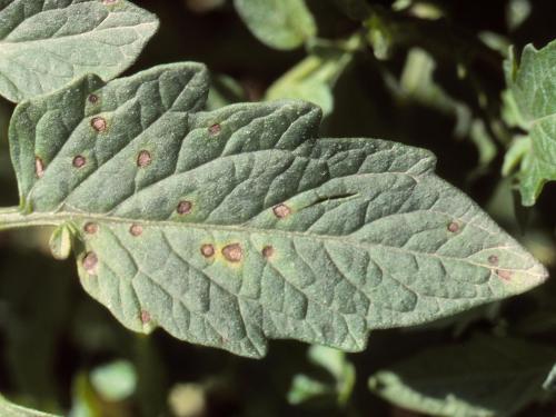 Tomate - Tache septorienne (Septoria lycopersici)