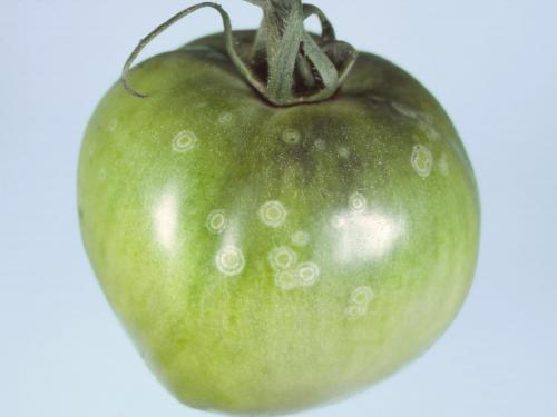 Tomate - Moisissure grise (Botrytis cinerea)_5