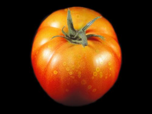 Tomate - Moisissure grise (Botrytis cinerea)_6