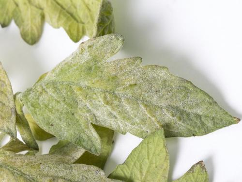 Tomate - Blanc (Erysiphe neolycopersici)