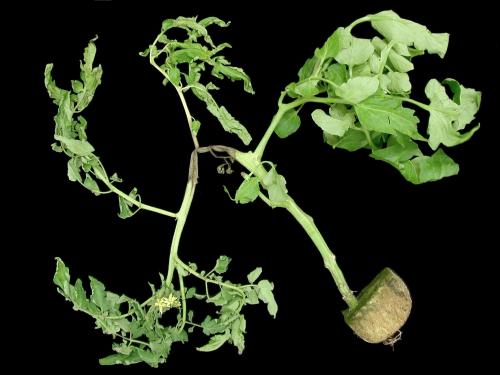 Tomate - Pourriture des racines et du collet (Phytophthora nicotianae)