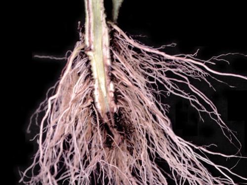 Tomate - Fusariose vasculaire (Fusarium oxysporum f. sp. lycopersici (FOL))