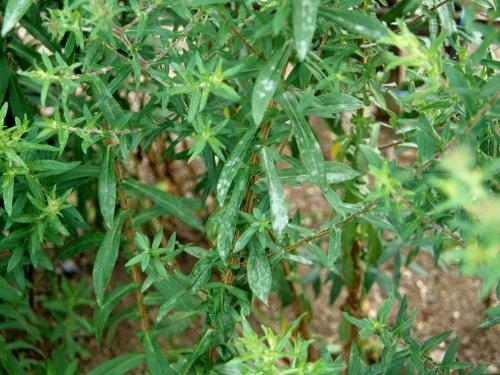 Asters - Blanc (Oidium cichoracearum)