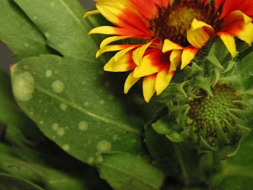 Gaillardes - Charbon blanc (Entyloma spp.)