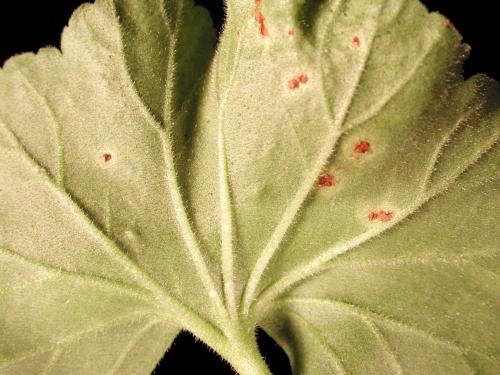 Géraniums - Rouille du pélargonium (Puccinia pelargonii-zonalis)_2