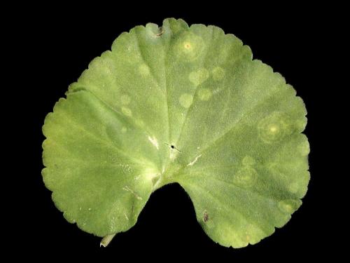 Géraniums - Rouille du pélargonium (Puccinia pelargonii-zonalis)_3