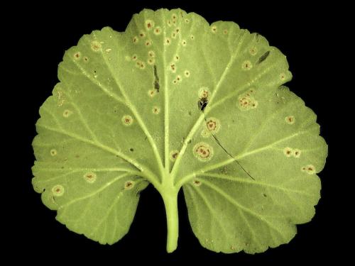 Géraniums - Rouille du pélargonium (Puccinia pelargonii-zonalis)_5