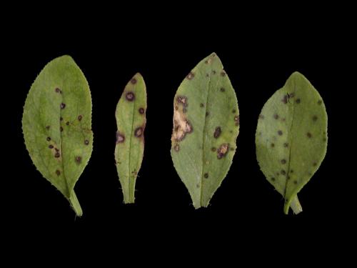 Saponaires - Alternariose (Alternaria sp.)