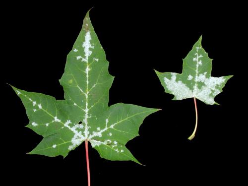 Érables - Blanc (Erysiphe circinata)