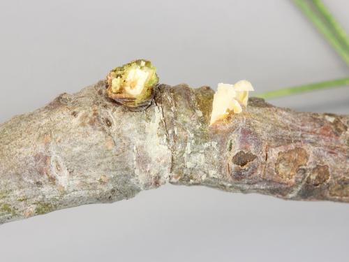 Pins - Rouille vésiculeuse du pin blanc (Cronartium ribicola)