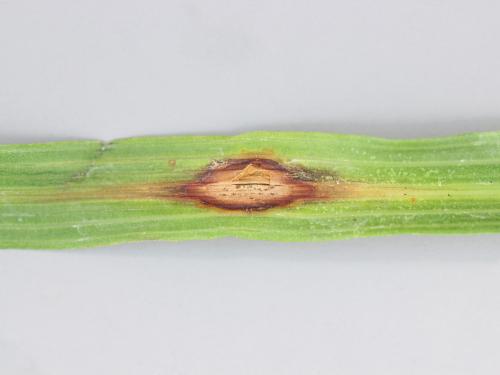 Dracénas - Anthracnose (Colletotrichum sp.)