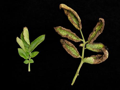 Pomme de terre - Virus de l'enroulement de la pomme de terre (PLRV)