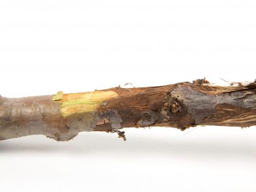 Pomme - Anthracnose (Neofabraea sp.)_7