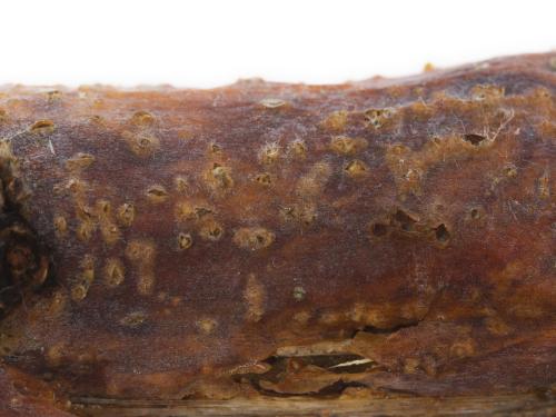 Pomme - Anthracnose (Neofabraea sp.)_11