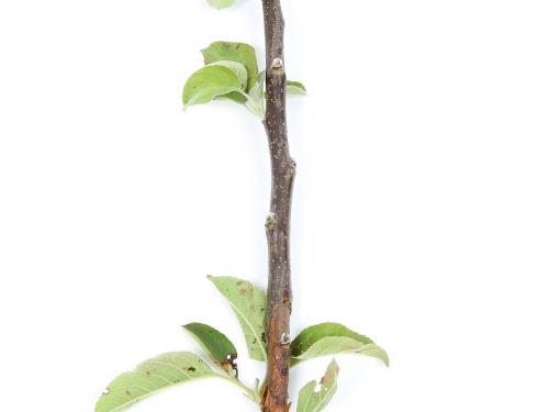 Pomme - Anthracnose (Neofabraea sp.)_15