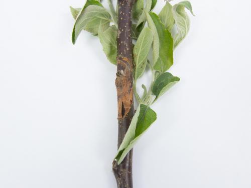 Pomme - Anthracnose (Neofabraea sp.)_17