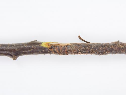 Pomme - Anthracnose (Neofabraea sp.)_21