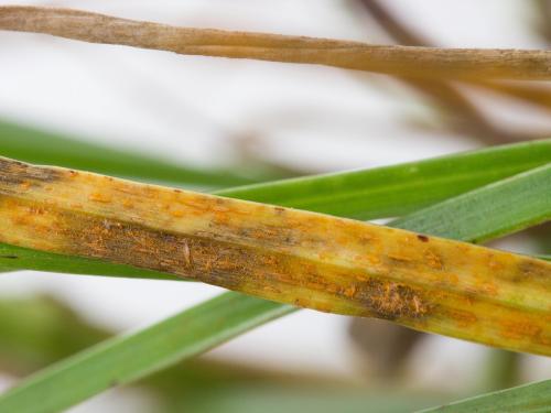 Gazons - Rouille couronnée (Puccinia coronata)