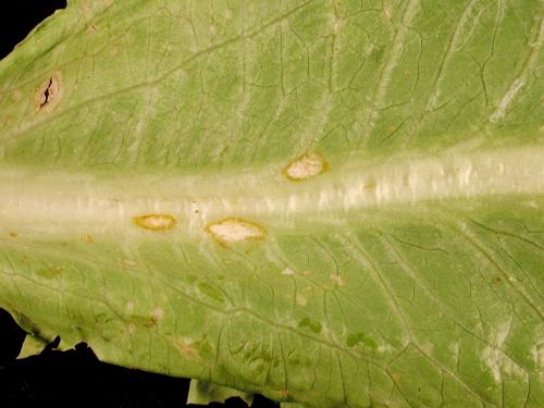 Laitues - Anthracnose (Microdochium panattonianum)