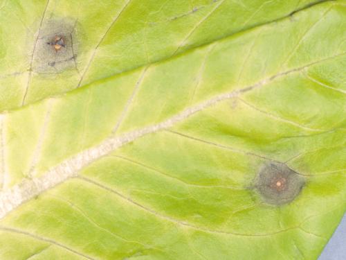 Laitues - Tache cercosporéenne (Cercospora sp.)