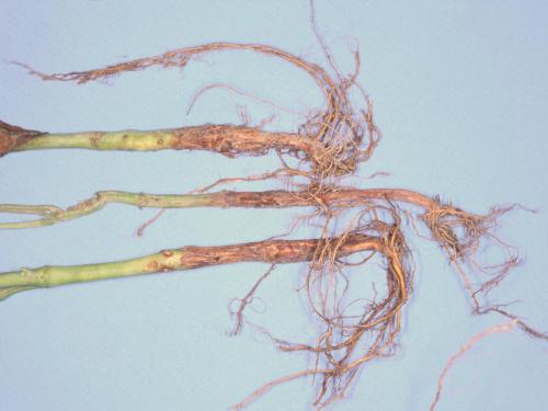 Haricot - Rhizoctone commun (Rhizoctonia solani)_1