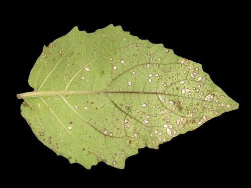 Cerise de terre - Charbon blanc (Entyloma australe)