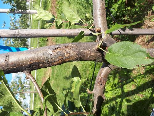 Pomme - Chancre à Botryosphaeria (Diplodia mutila)