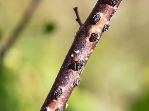 Noisetier - Brûlure orientale du noisetier (Anisogramma anomala)