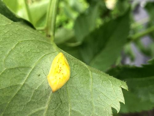 Sureau blanc - Rouille (Puccinia sambuci)