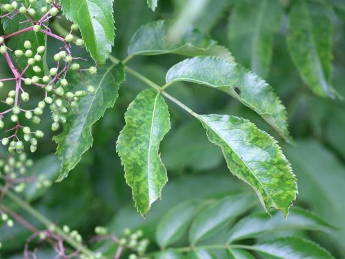 Sureau blanc - Virus de l'enroulement des feuilles du cerisier - sureau (CLRV-e)