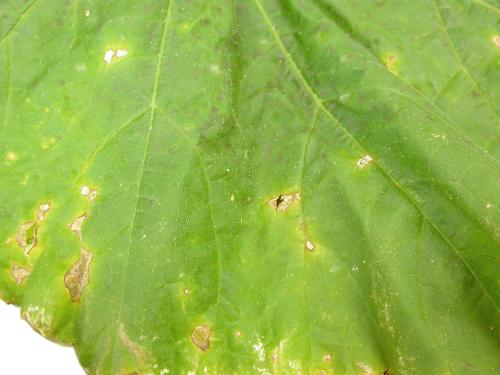 Courges - Tache bactérienne (Xanthomonas cucurbitae)