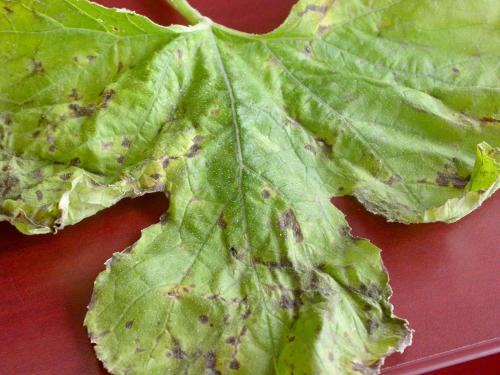 Courges - Tache bactérienne (Xanthomonas cucurbitae)