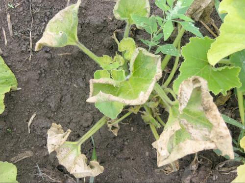 Courges - Flétrissement bactérien (Erwinia tracheiphila)