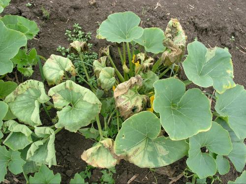 Courges - Flétrissement bactérien (Erwinia tracheiphila)