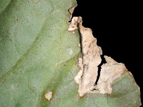 Melons - Tache angulaire (Pseudomonas syringae pv. lachrymans)_2