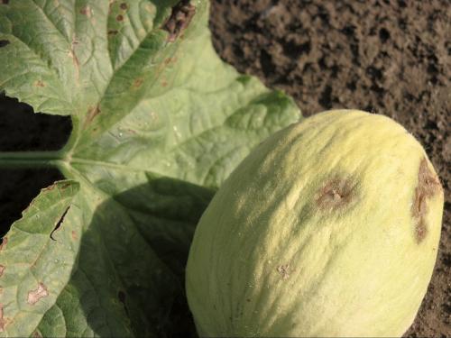 Melons - Pourriture molle bactérienne (Pectobacterium carotovorum)_1