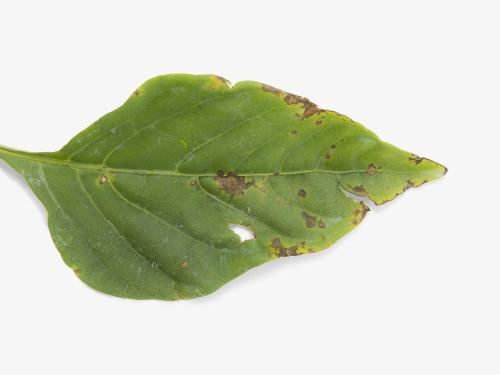 Poivron - Tache bactérienne (Xanthomonas euvesicatoria)