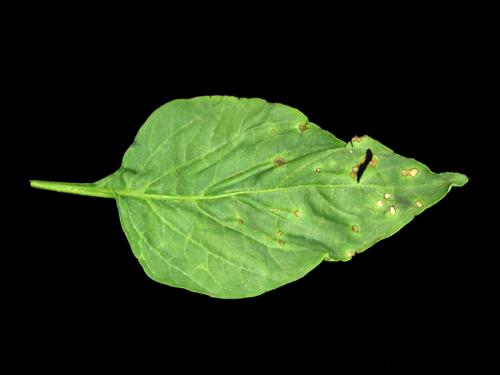 Poivron - Moucheture bactérienne (Pseudomonas syringae pv. tomato)