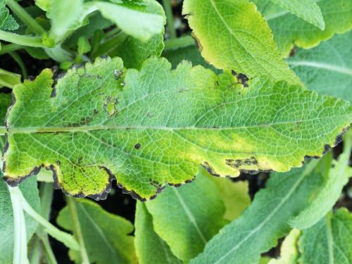 Sauges - Tache bactérienne (Xanthomonas sp.)