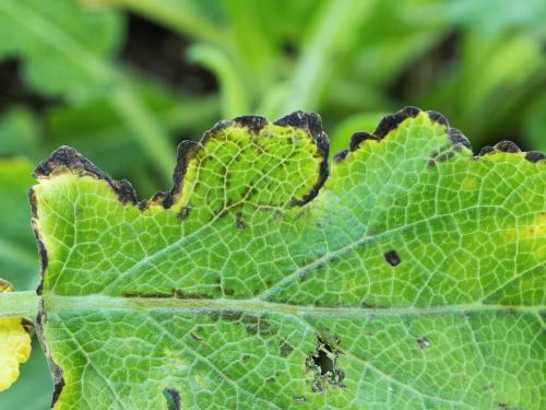 Sauges - Tache bactérienne (Xanthomonas sp.)