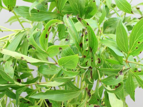 Pivoines - Tache bactérienne (Xanthomonas sp.)