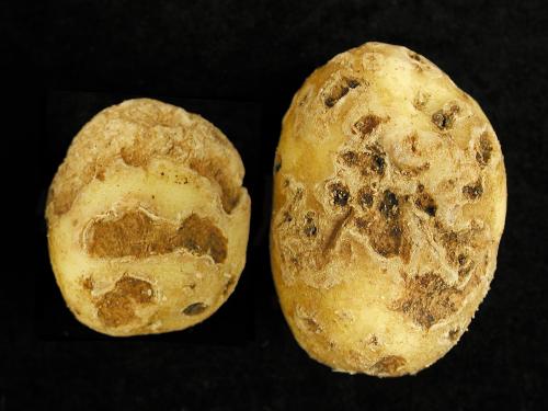 Pomme de terre - Gale commune (Streptomyces scabiei)