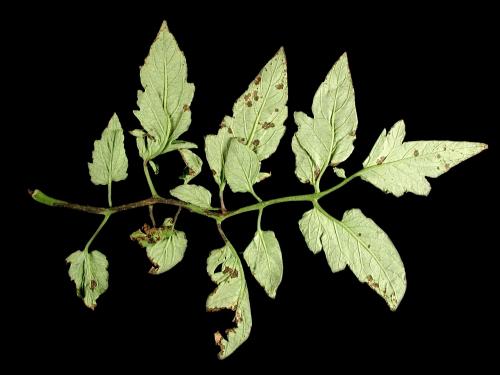 Tomate - Moucheture bactérienne (Pseudomonas syringae pv. tomato)