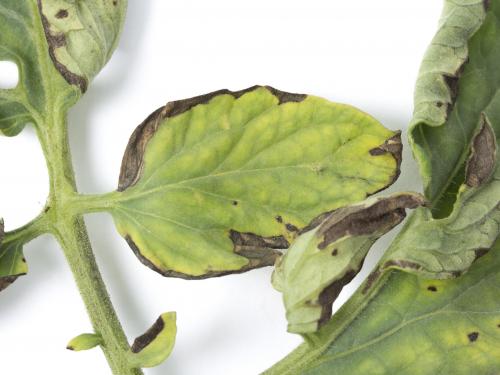 Tomate - Moucheture bactérienne (Pseudomonas syringae pv. tomato)