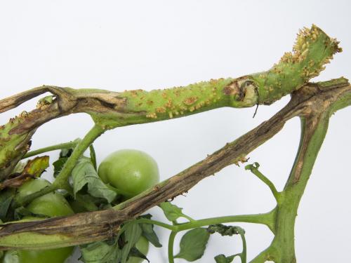 Tomate - Moelle noire (Pseudomonas corrugata)