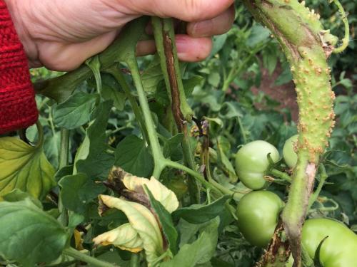 Tomate - Moelle noire (Pseudomonas corrugata)