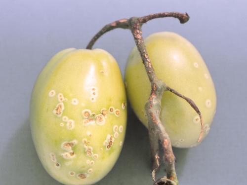 Tomate - Chancre bactérien (Clavibacter michiganensis subsp. michiganensis)